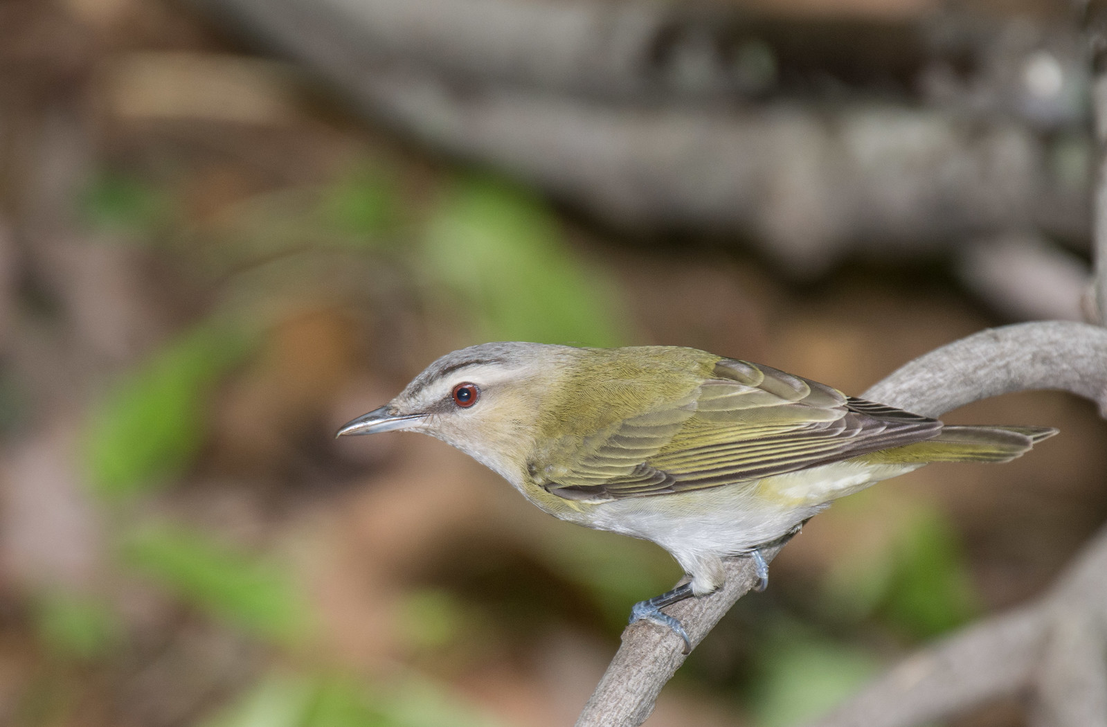 Red-eyed Vireo