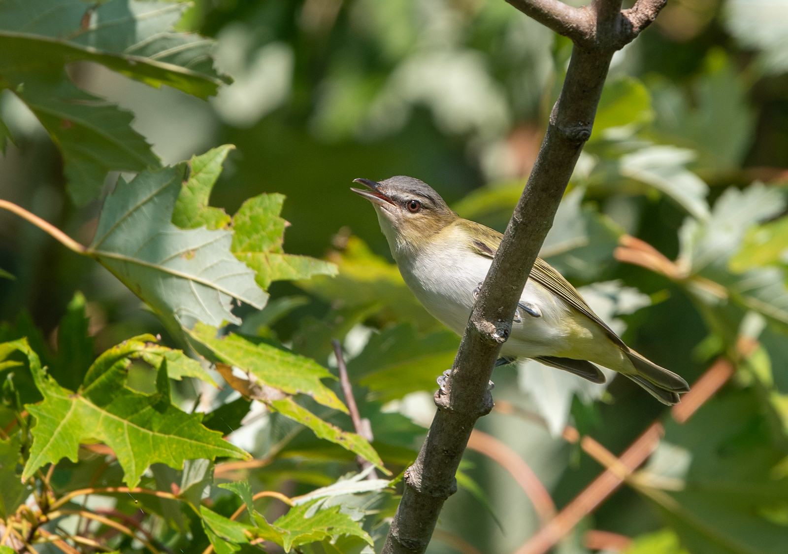 Red-eyed Vireo