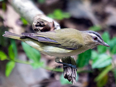 Red-eyed Vireo