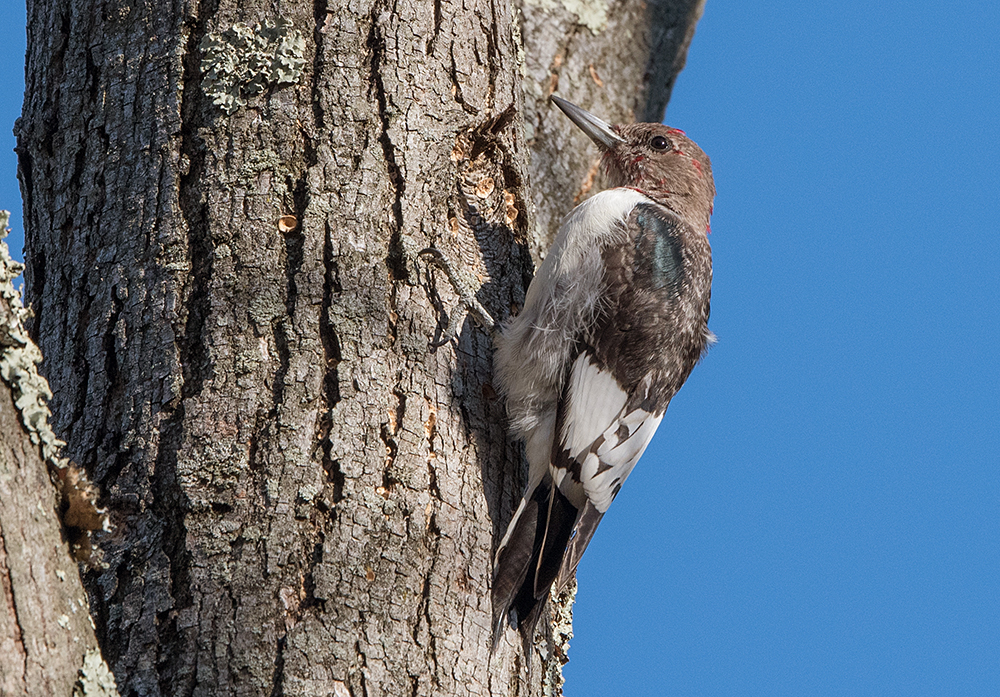 Red-headed Woodpecker Juvenile