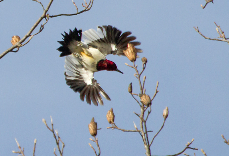 Red-headed Woodpecker Adult