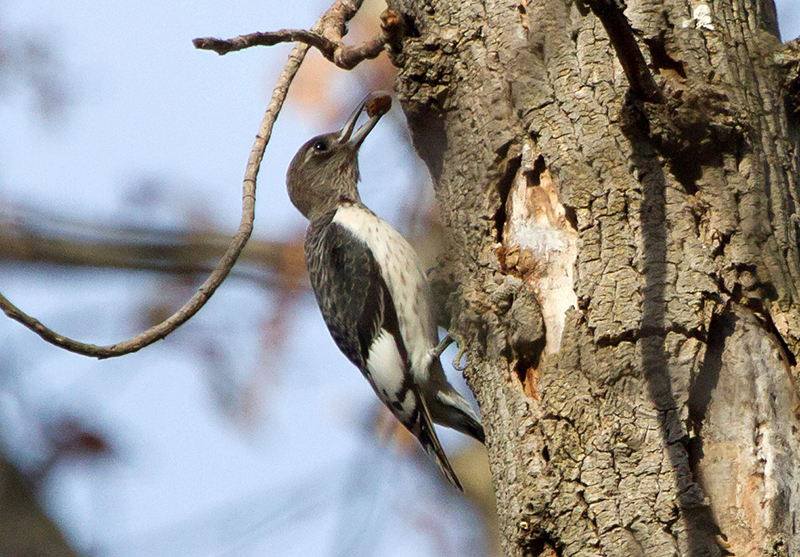 Red-headed Woodpecker Juvenile