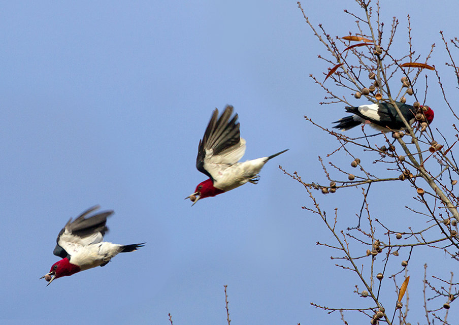 Red-headed Woodpecker Composite of Adult Gathering Acorns