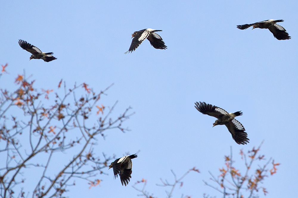 Red-headed Woodpecker Composite of Juvenile in Flight, Gathering Acorns