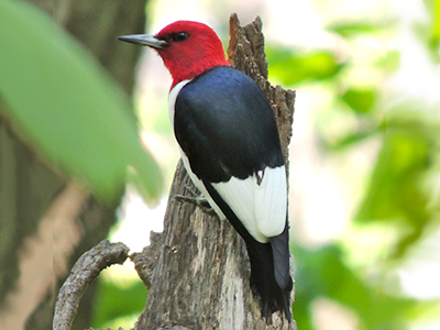 Red-headed Woodpecker