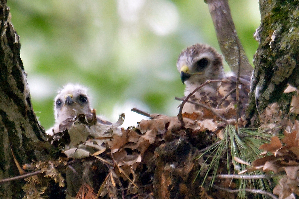 Red-shouldered Hawk Nestlings