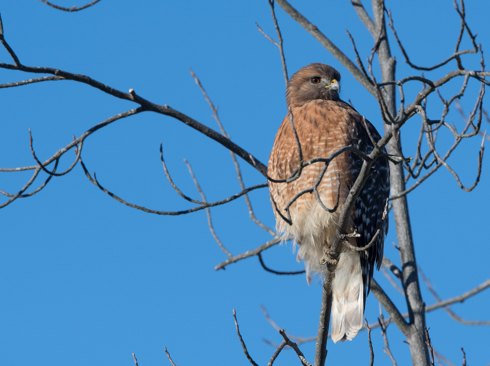 Red-shouldered Hawk Adult