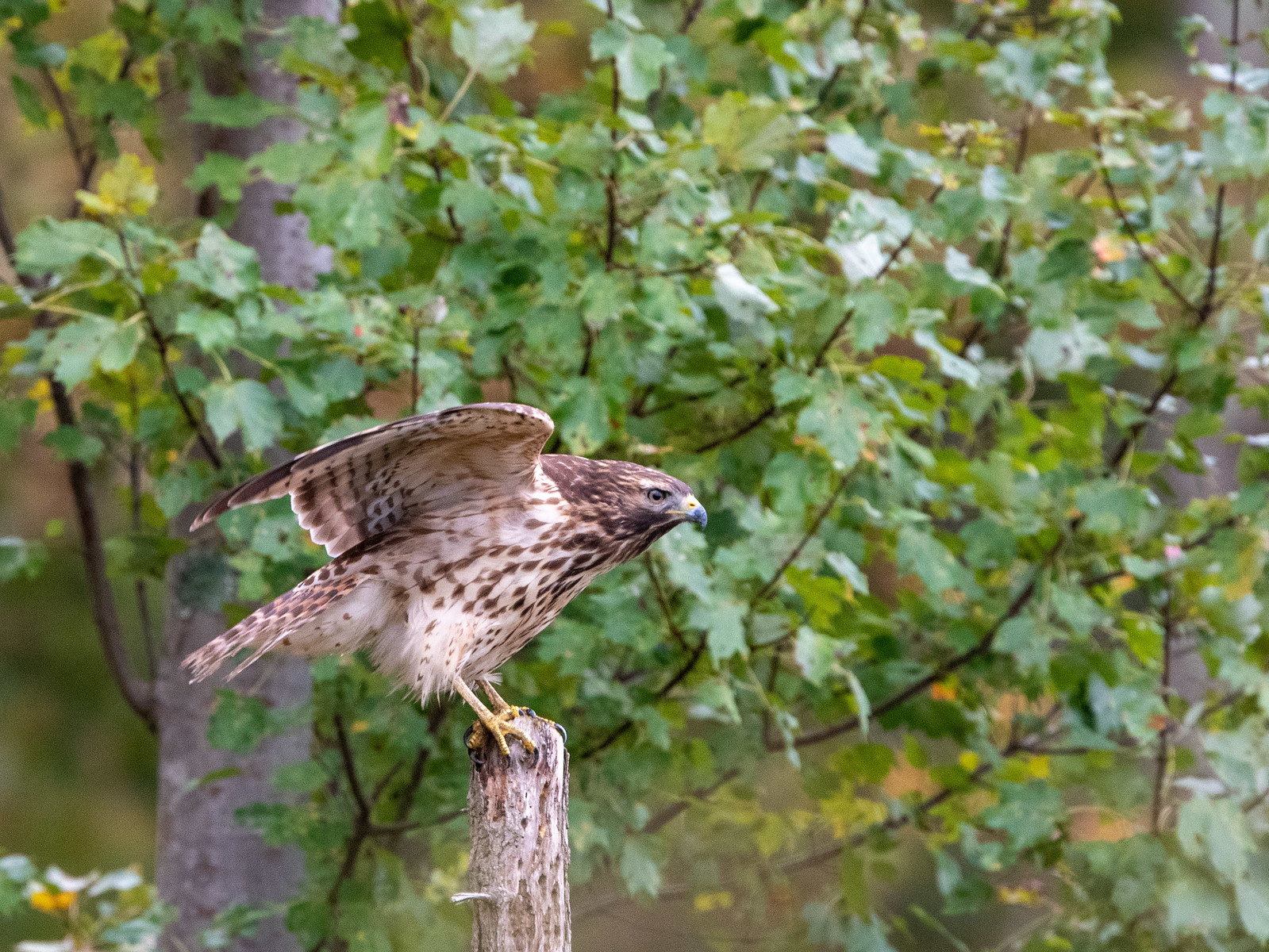 Red-shouldered Hawk Juvenile