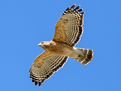 Red-shouldered Hawk