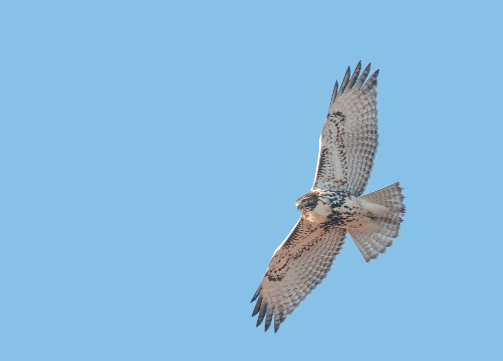 Red-tailed Hawk Juvenile