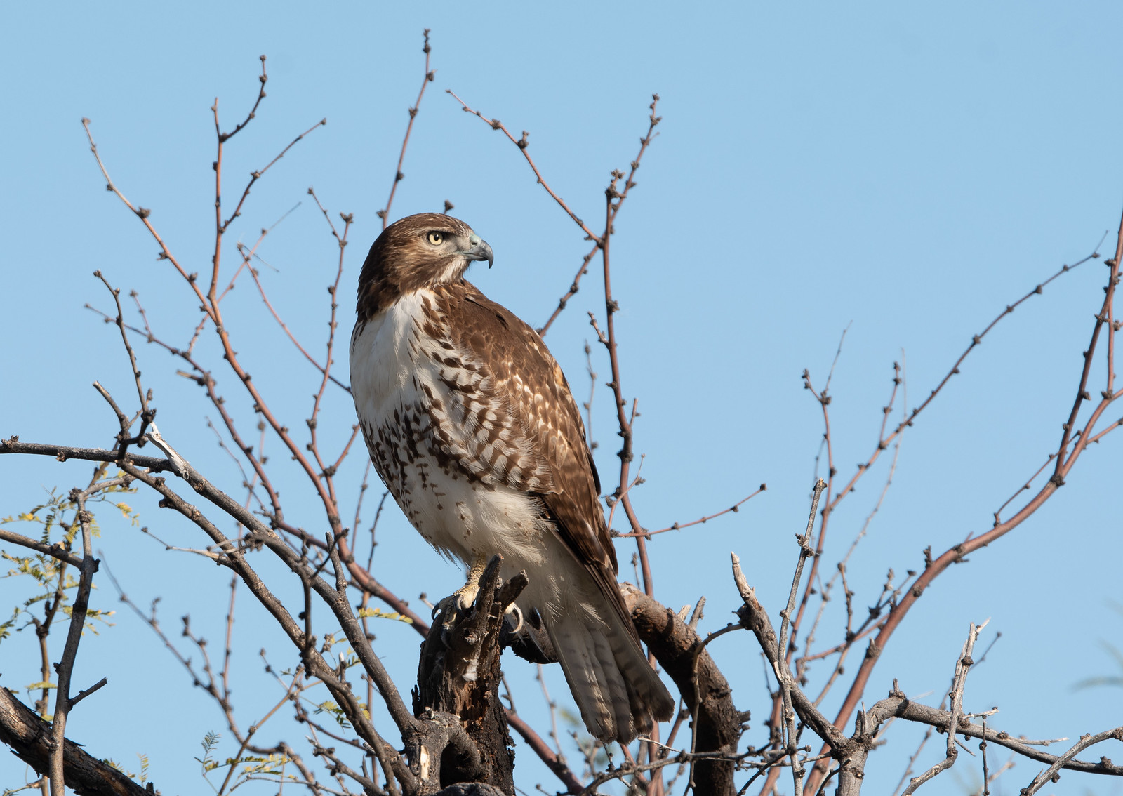 Red-tailed Hawk Juvenile