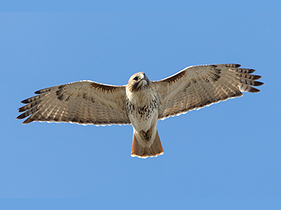 Red-tailed Hawk