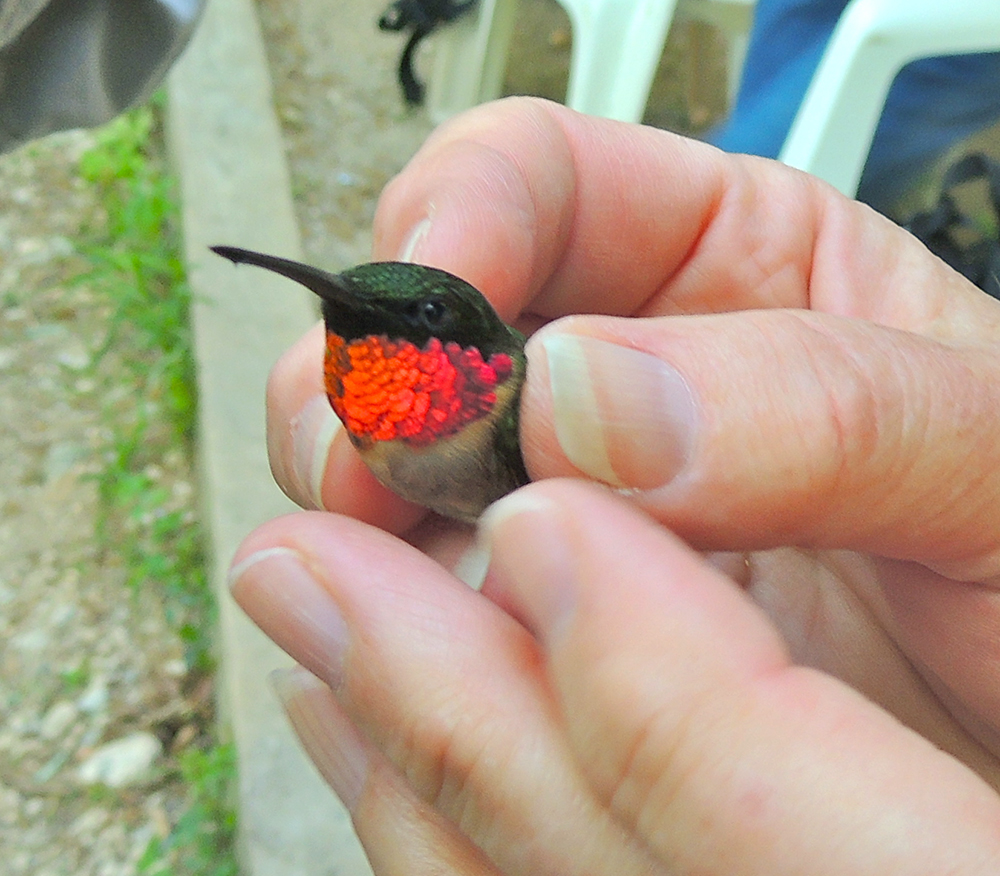 Ruby-throated Hummingbird Male