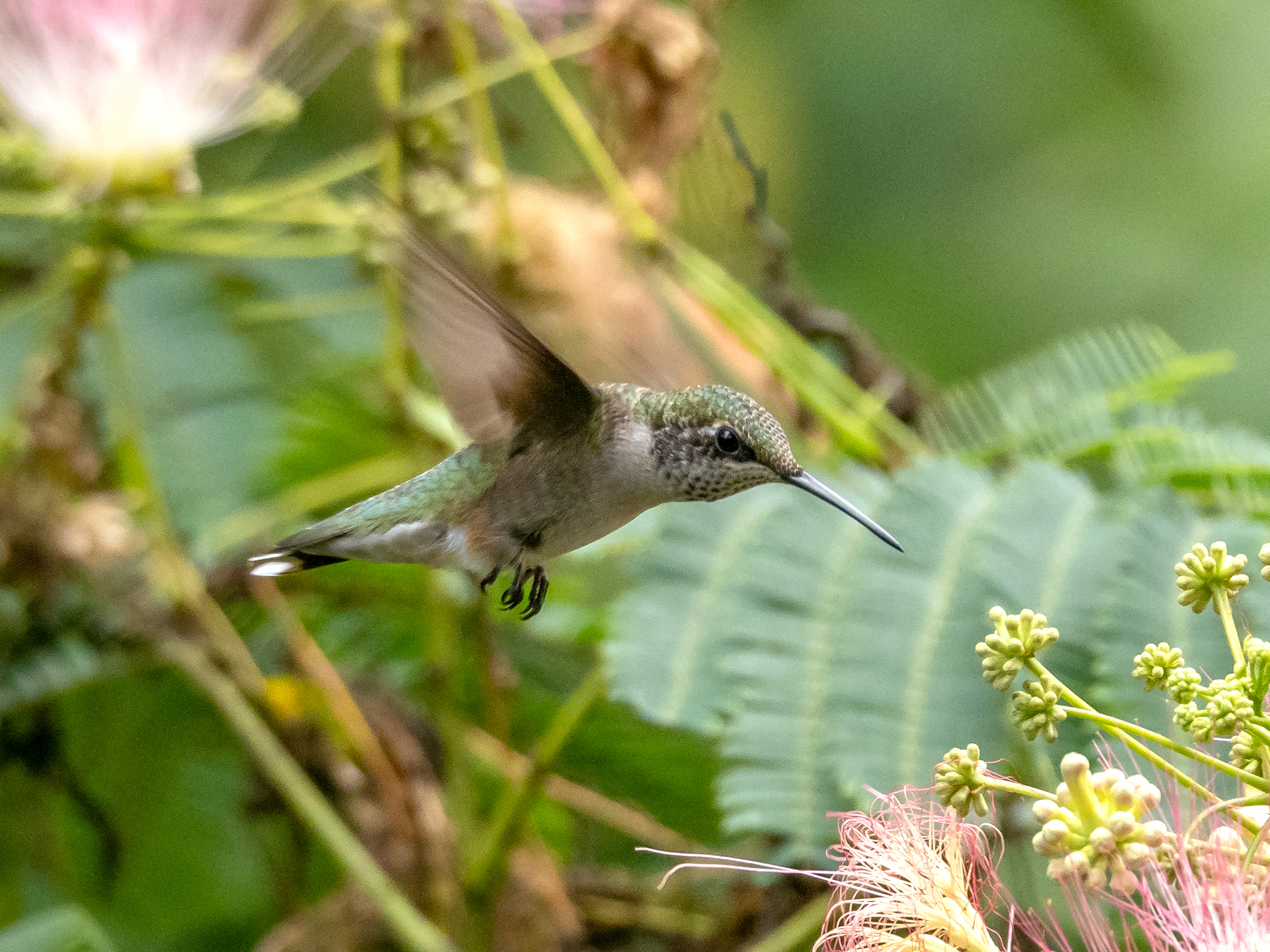 Ruby-throated Hummingbird Feet