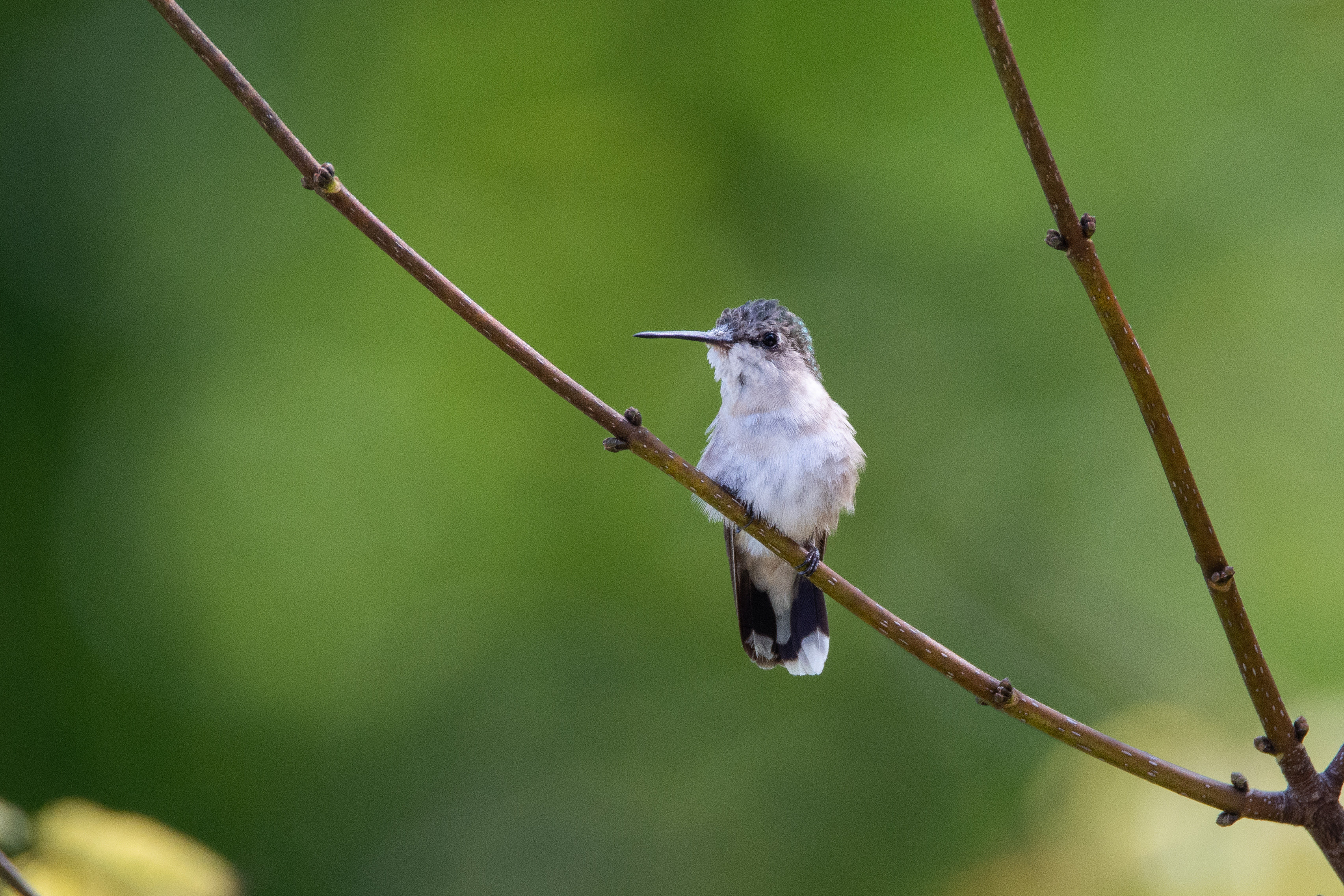 Ruby-throated Hummingbird Female