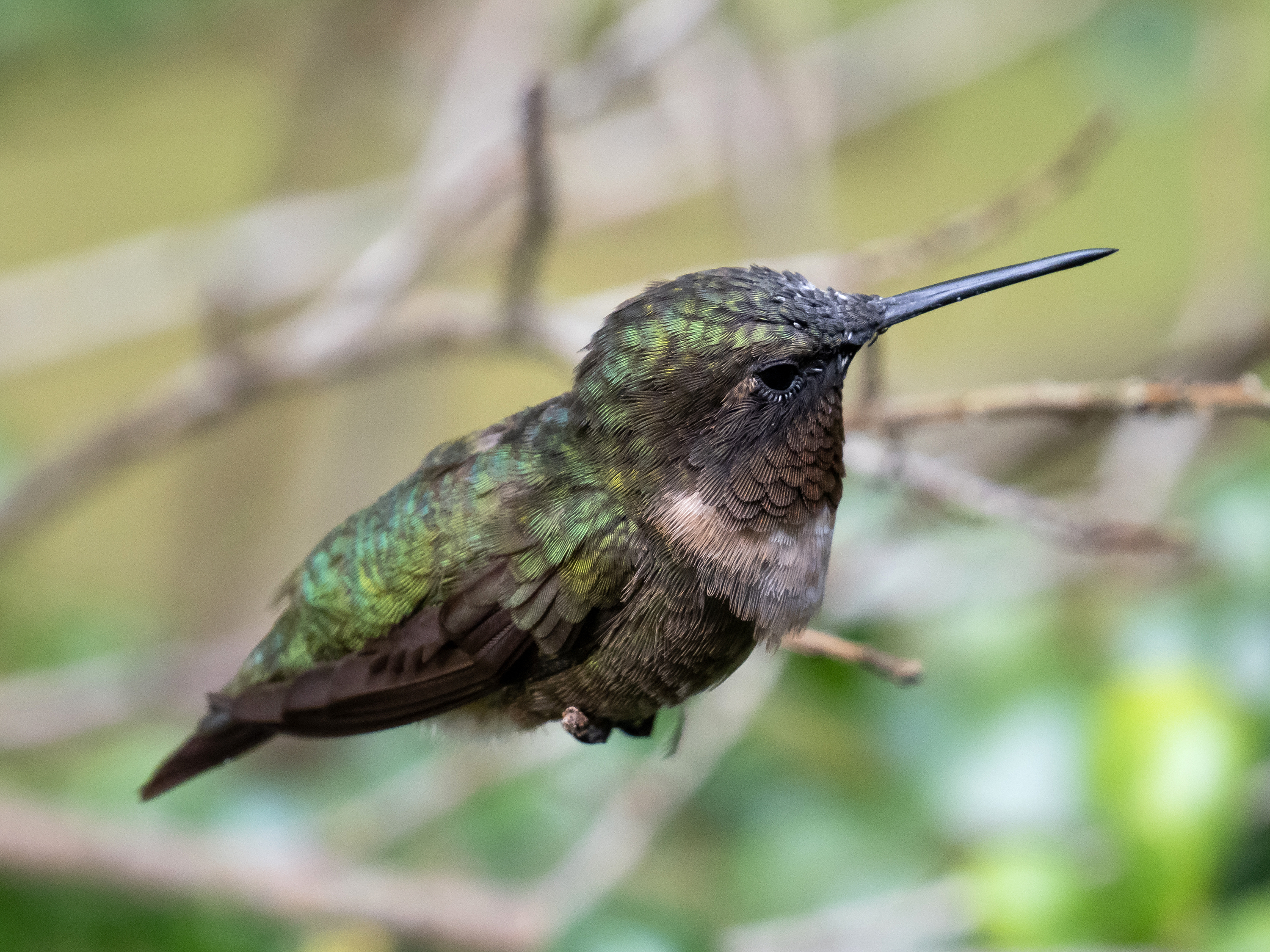 Ruby-thorated Hummingbird Male