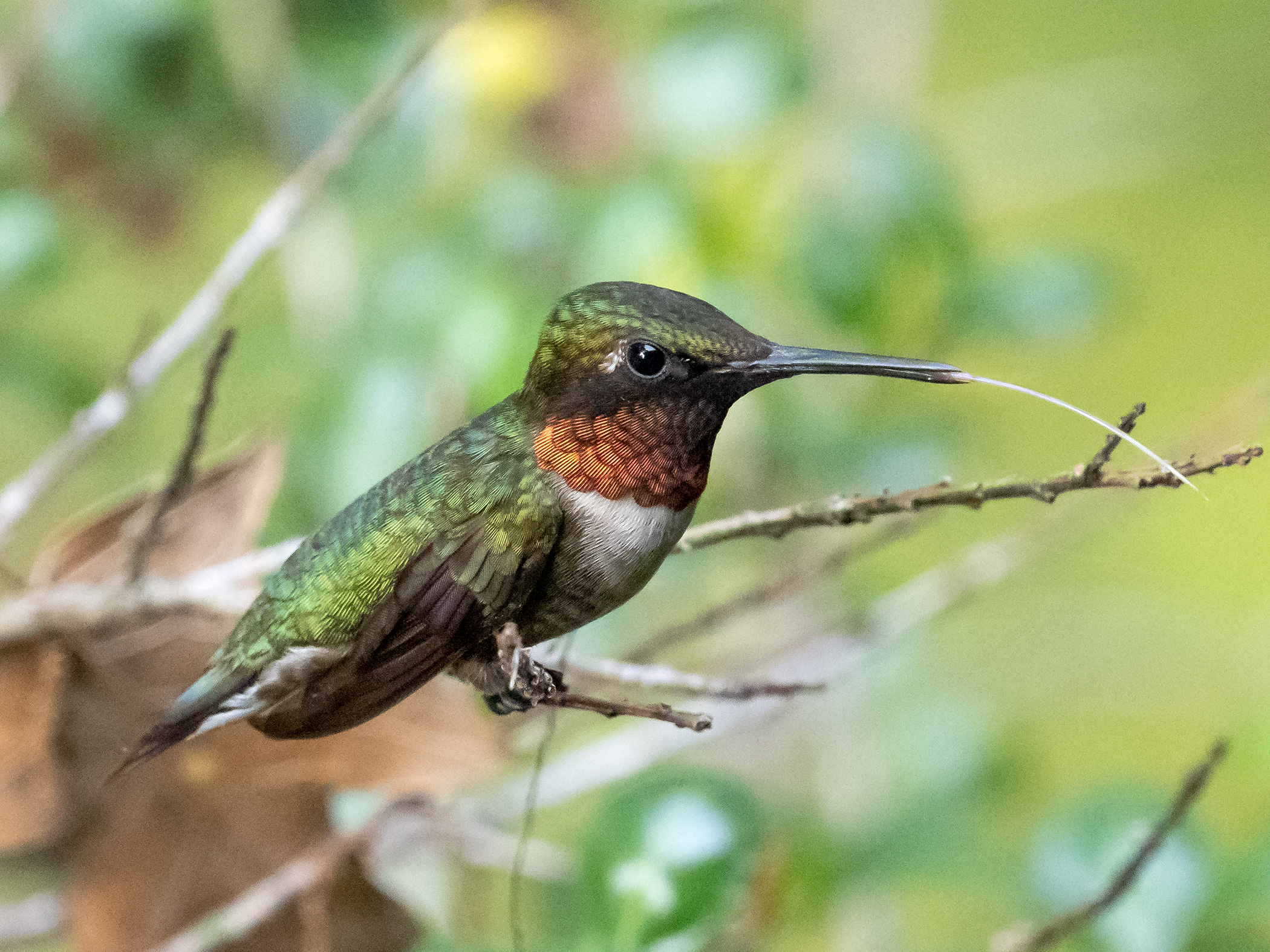 Ruby-throated Hummingbird Tail