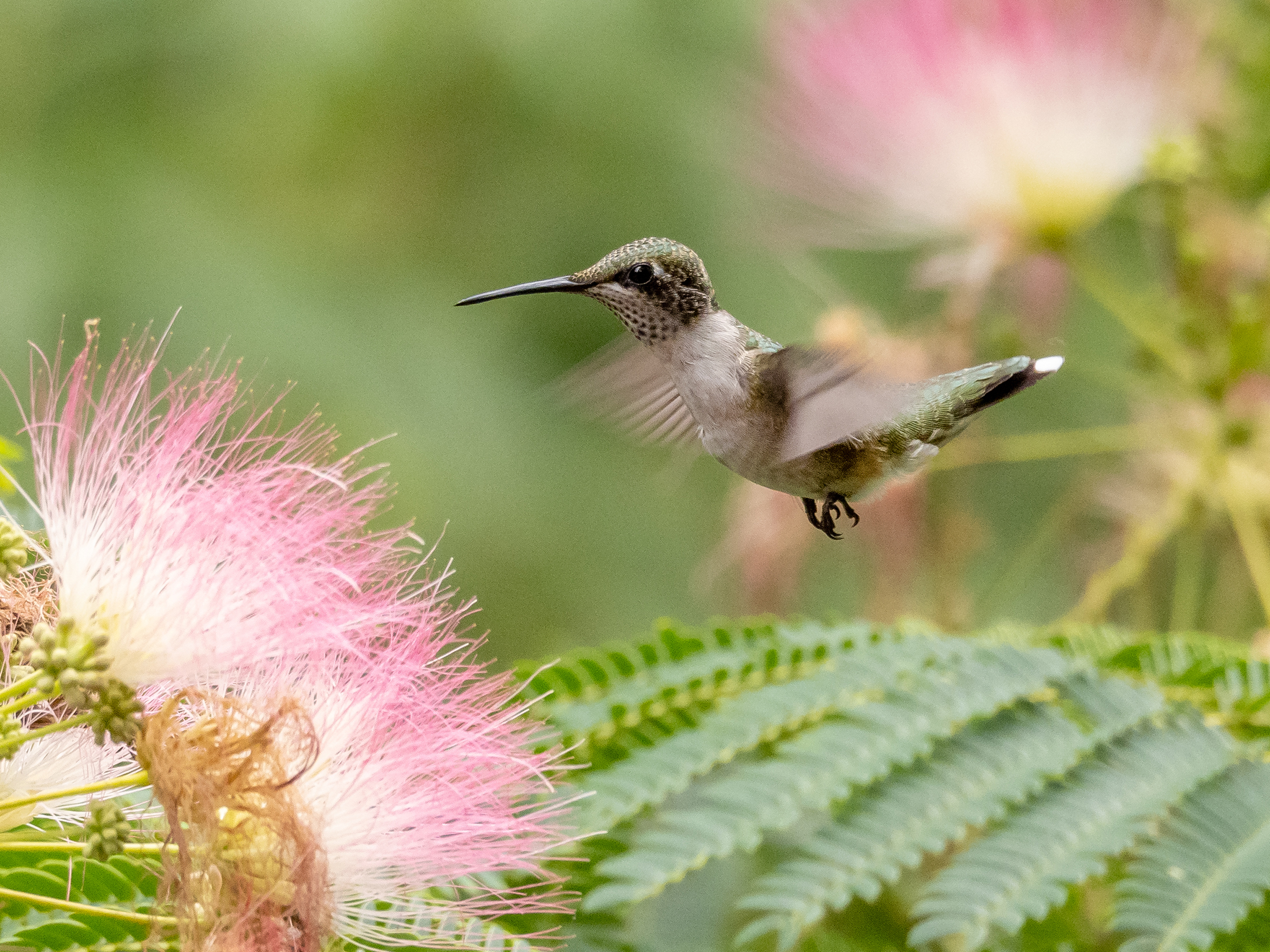 Ruby-throated Hummingbird Immature Male