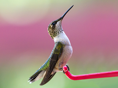 Ruby-throated Hummingbird