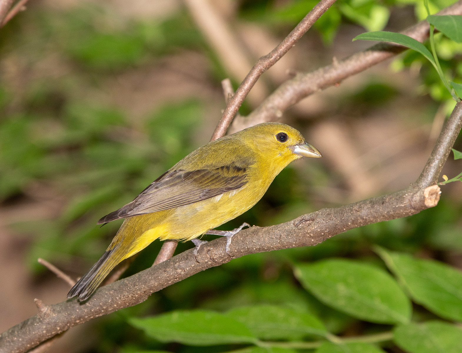 Scarlet Tanager Female