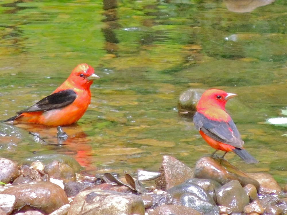 Scarlet Tanager Males