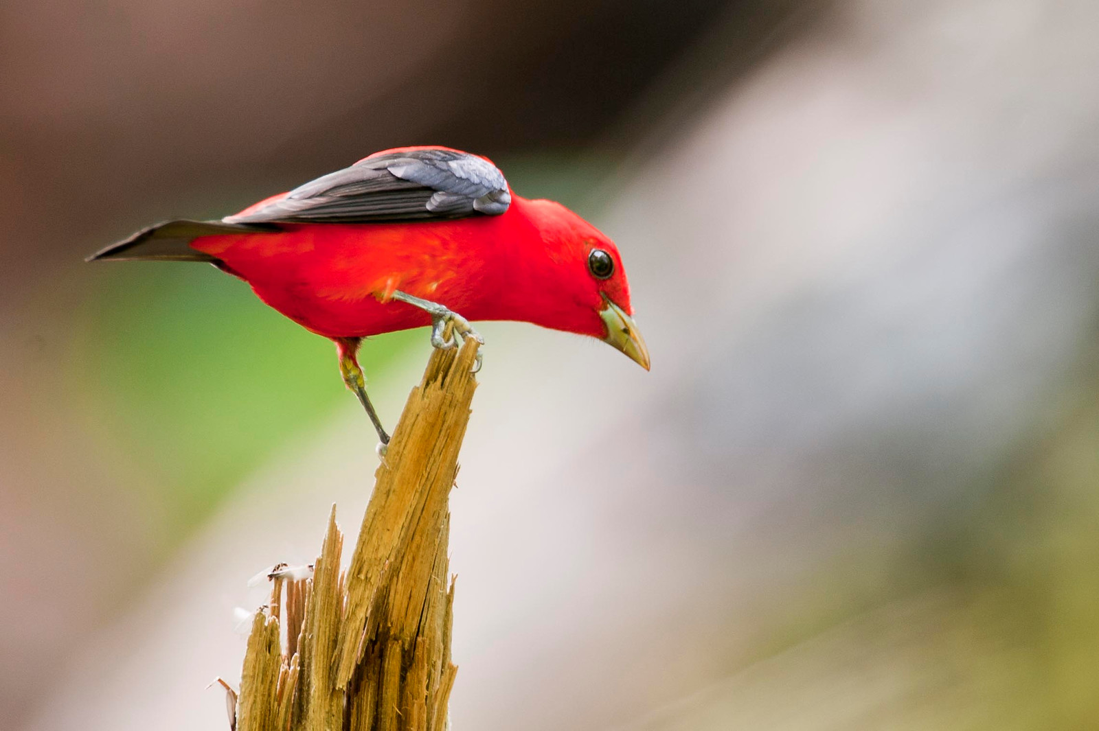 Scarlet Tanager Male