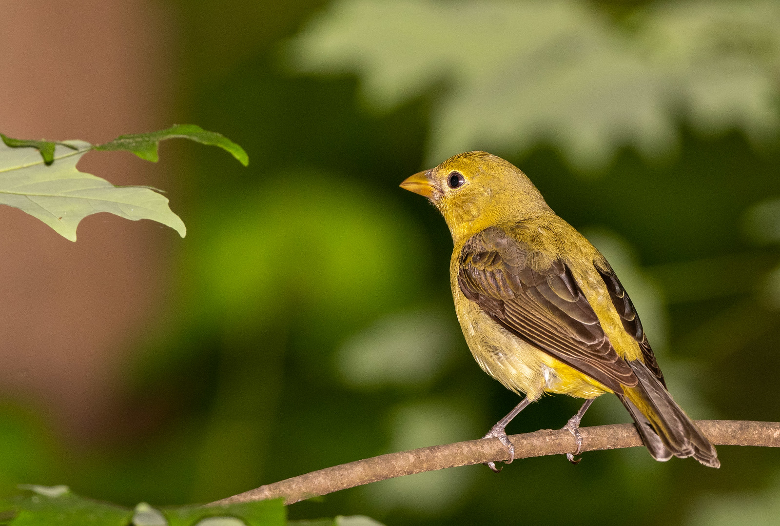 Scarlet Tanager Female