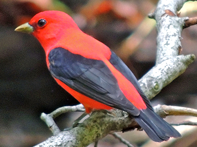 Scarlet Tanager