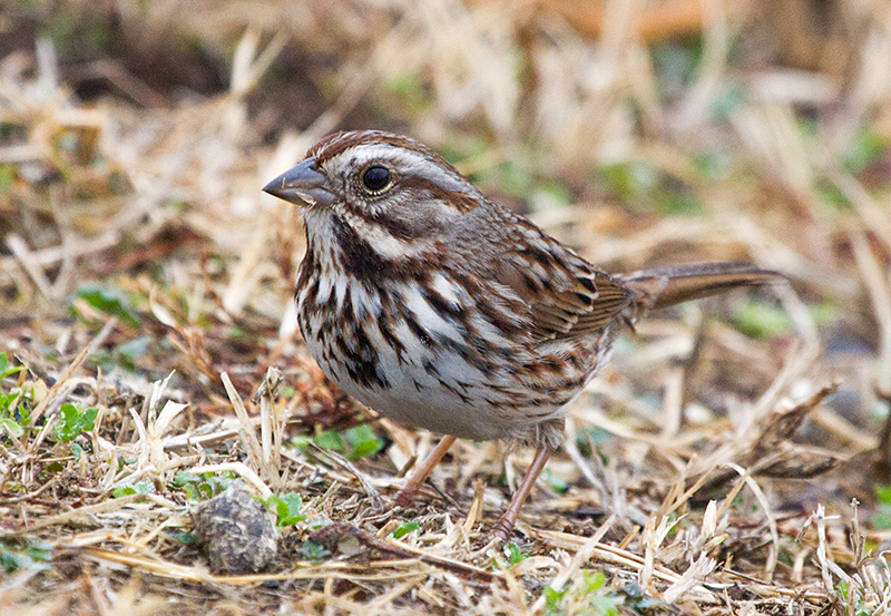 Song Sparrow