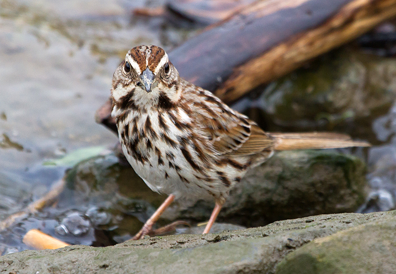 Song Sparrow