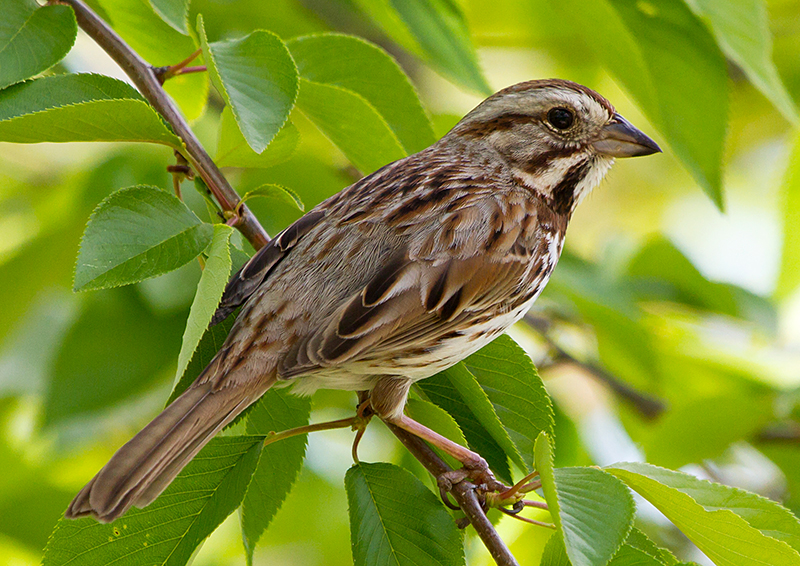 Song Sparrow