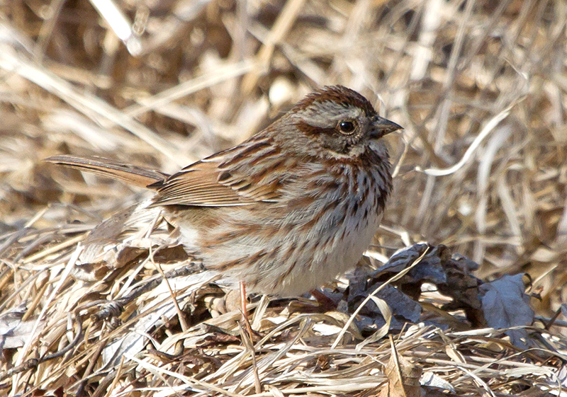 Song Sparrow