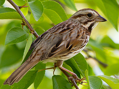 Song Sparrow