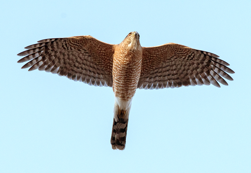 Sharp-shinned Hawk Adult