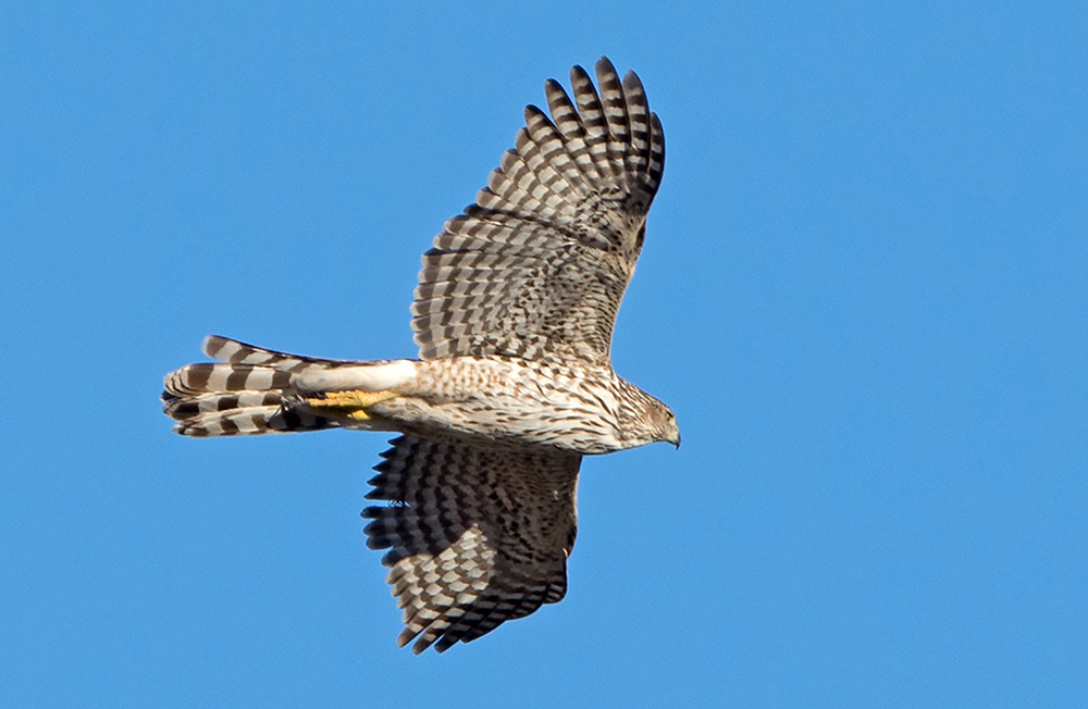 Sharp-shinned Hawk Juvenile