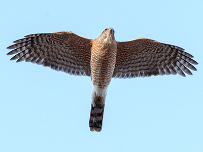 Sharp-shinned Hawk