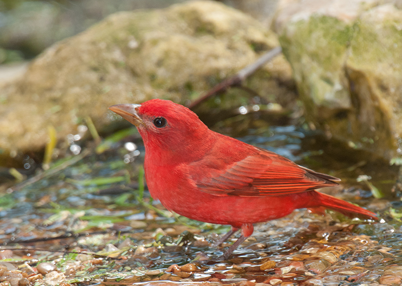 Summer Tanager Male