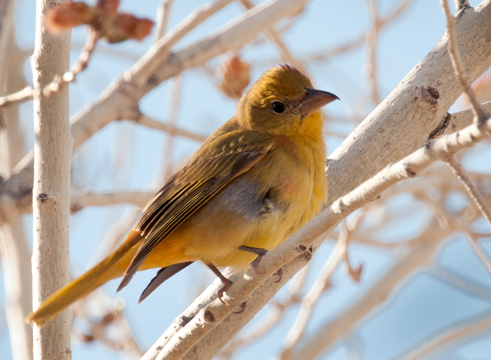 Summer Tanager Female