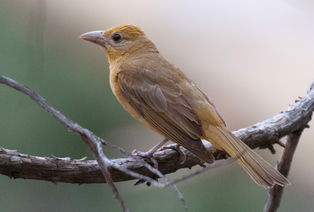 Summer Tanager Female