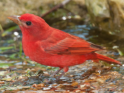 Summer Tanager