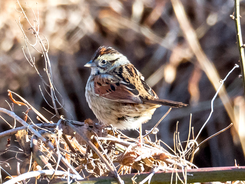 Swamp Sparrow