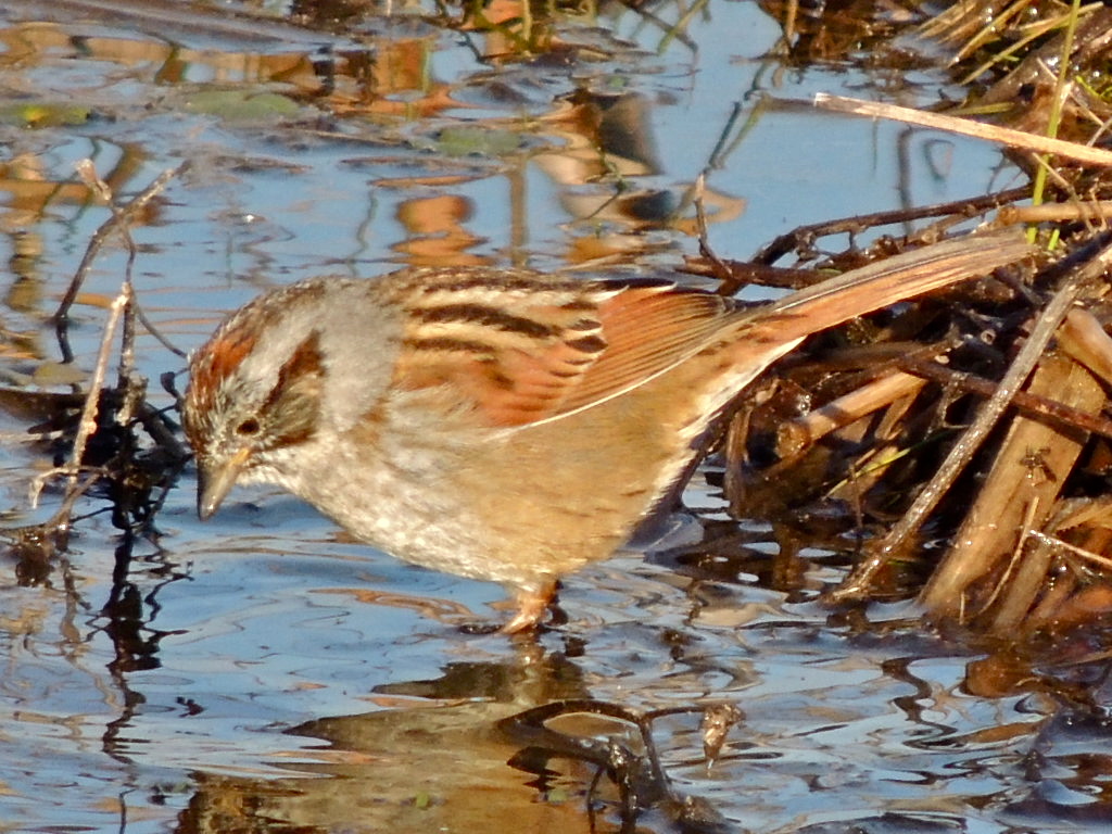 Swamp Sparrow