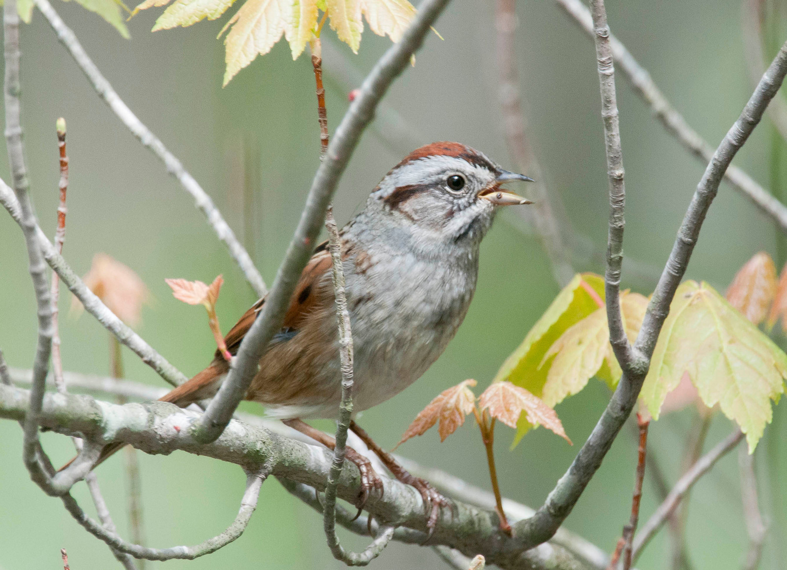 Swamp Sparrow