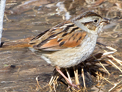 Swamp Sparrow