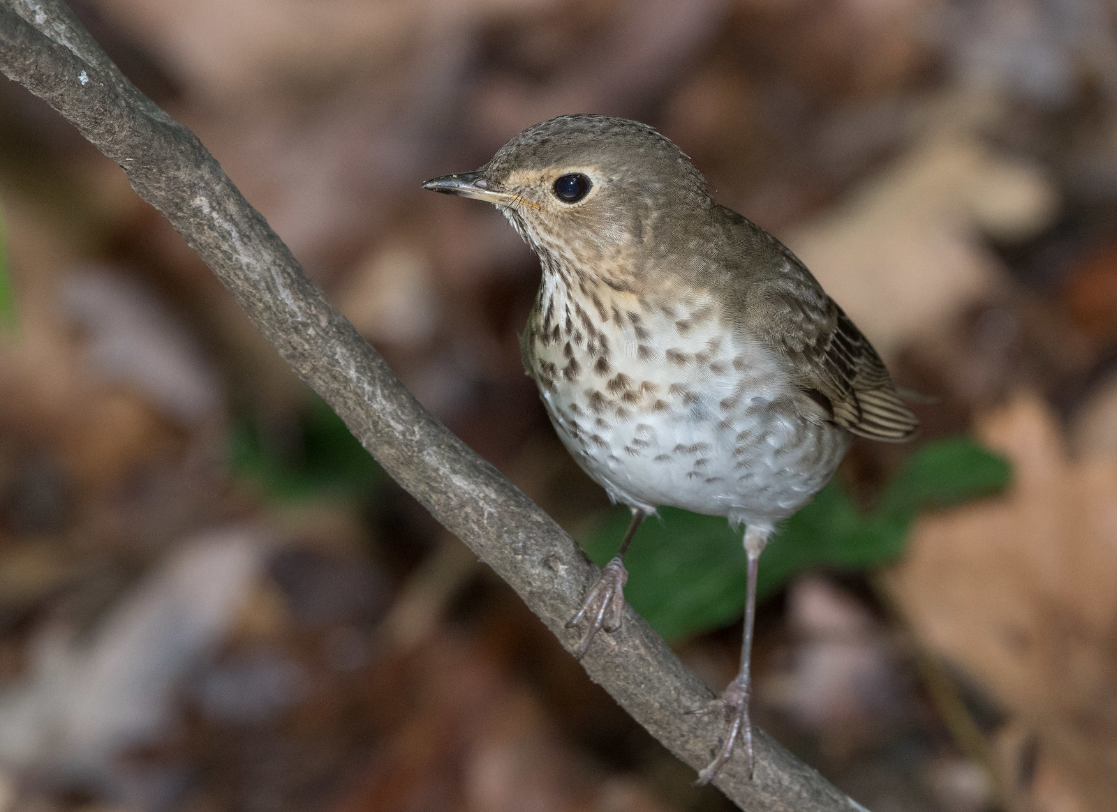 Swainson's Thrush