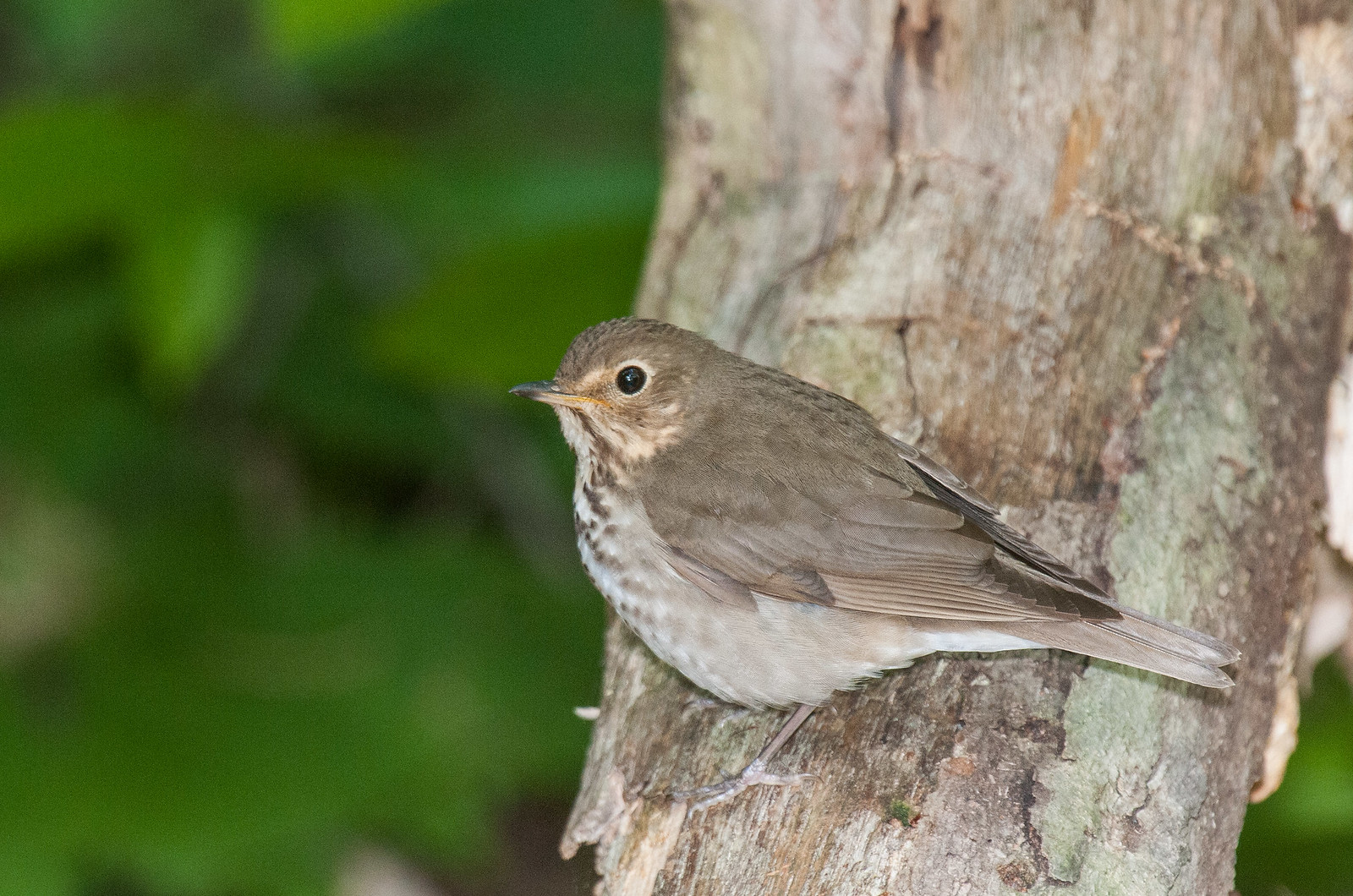 Swainson's Thrush