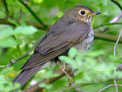 Swainson's Thrush