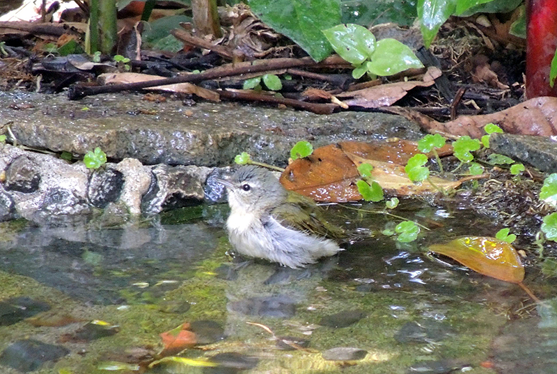 Tennessee Warbler Male