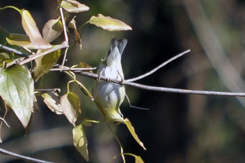 Tennessee Warbler's White Undertail Coverts