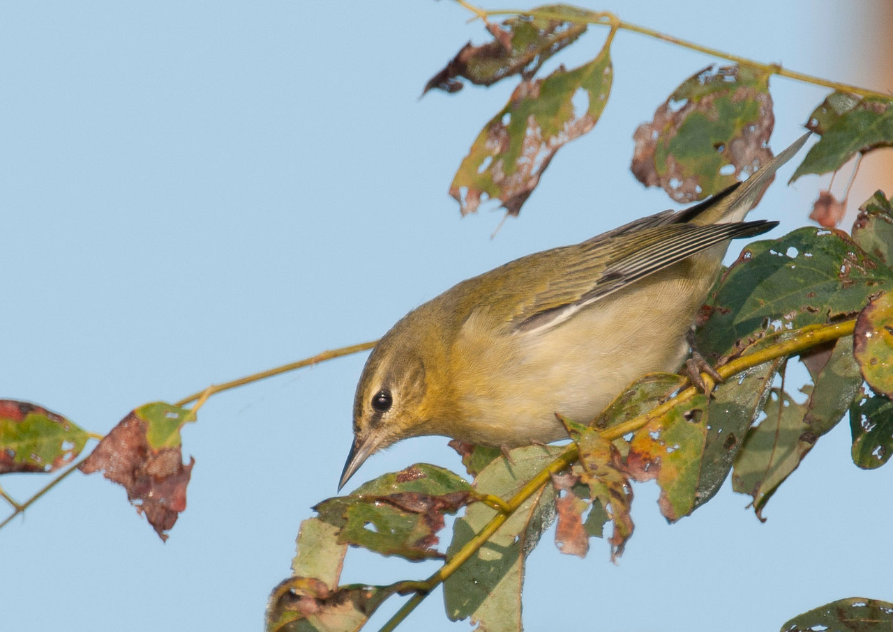 Tennessee Warbler Fall Female or Male